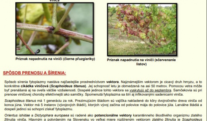 1. fotografia fotogalérie Aktuality / Upozornenie – zlaté žltnutie viniča - foto