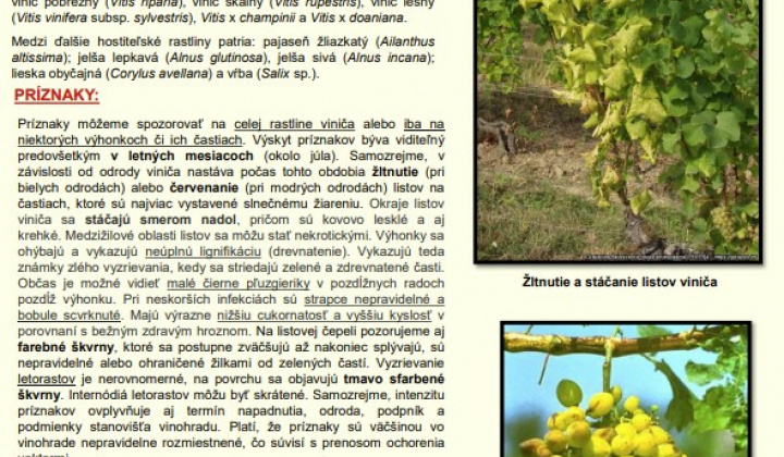 2. fotografia fotogalérie Aktuality / Upozornenie – zlaté žltnutie viniča - foto