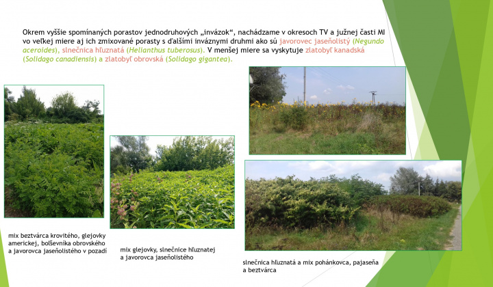3. fotografia fotogalérie Aktuality / Odstraňovanie inváznych druhov rastlín a drevín - foto