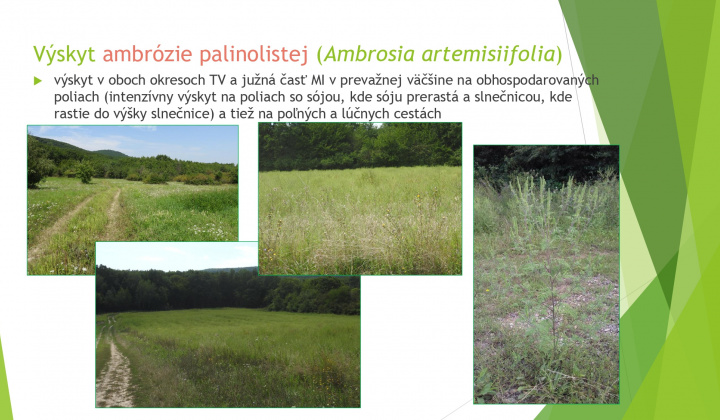 4. fotografia fotogalérie Aktuality / Odstraňovanie inváznych druhov rastlín a drevín - foto