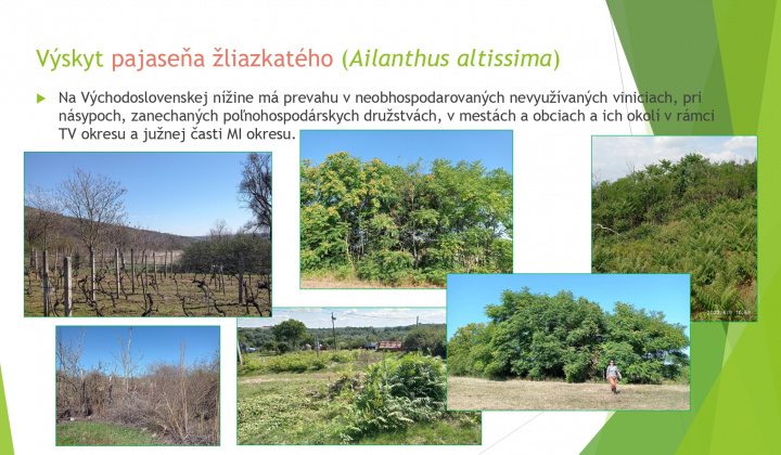 6. fotografia fotogalérie Aktuality / Odstraňovanie inváznych druhov rastlín a drevín - foto