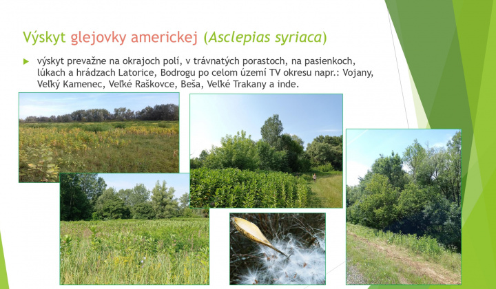 7. fotografia fotogalérie Aktuality / Odstraňovanie inváznych druhov rastlín a drevín - foto