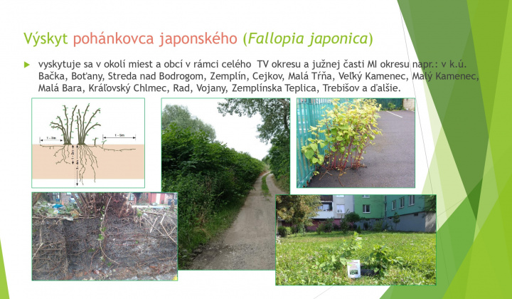 8. fotografia fotogalérie Aktuality / Odstraňovanie inváznych druhov rastlín a drevín - foto