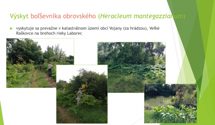 9. fotografia fotogalérie Aktuality / Odstraňovanie inváznych druhov rastlín a drevín - foto